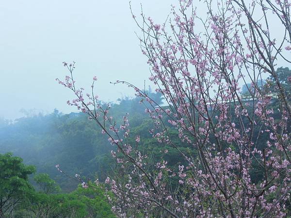 細雨與大霧中的新社櫻花林