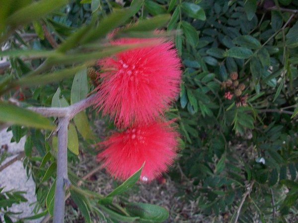 都會公園毛毛花