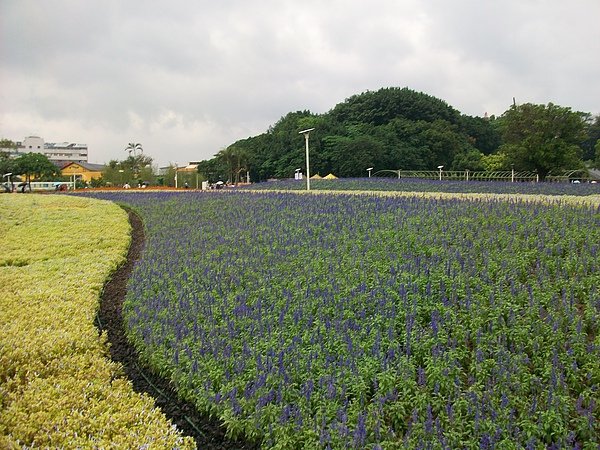 地景花海