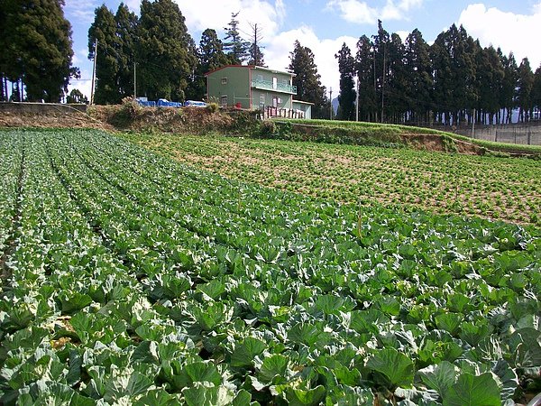 高山高麗菜