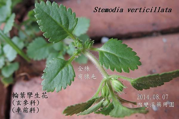 DSCN0838 輪葉孿生花Stemodia verticillata