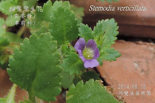 DSCN1148輪葉孿生花Stemodia verticillata