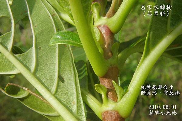 122WELU01呂宋水錦樹