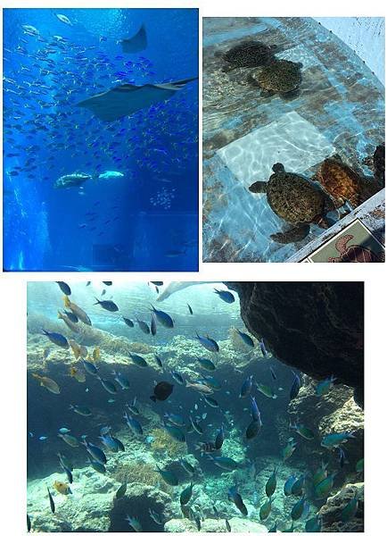 水族館組合圖-3.jpg