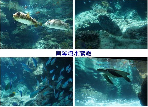 美麗海水族館-4.jpg