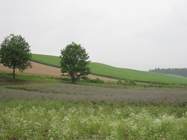 IMG_1735.JPG
