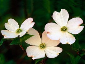 dogwoods