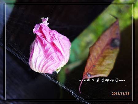 山芺蓉_20131118-2.JPG