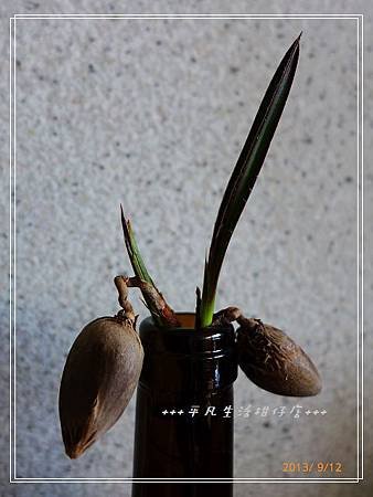 藍棕_20130912-3.jpg