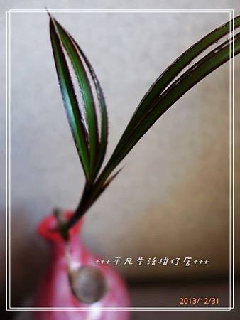 藍棕梠_20131231-3.jpg