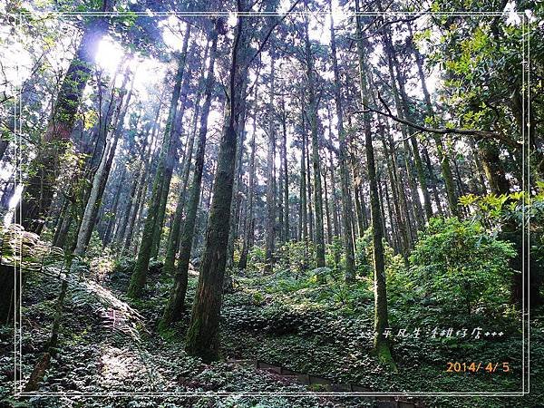 東眼山國家森林遊樂區