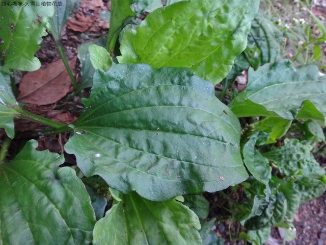 DSC07788.JPG - 大雪山植物花草