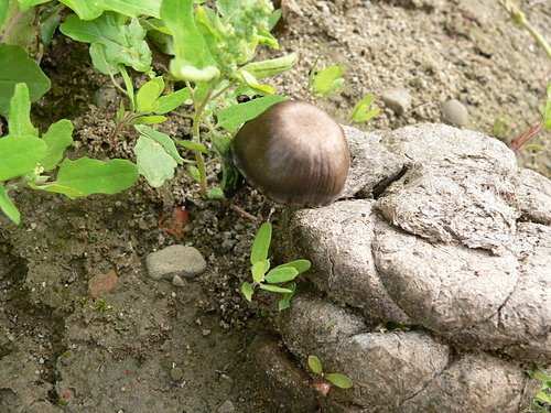 半卵形斑褶菇(二朵牛糞菇)