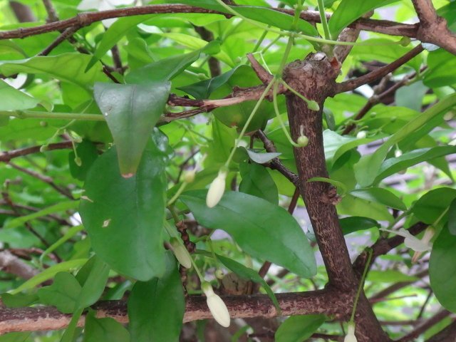 DSC09992.JPG - 灌木類植物