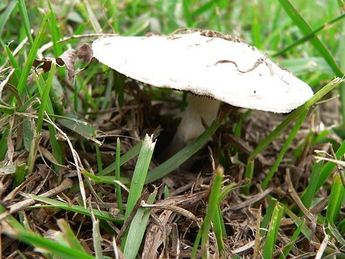 草地蘑菇--公園草坪六顆白草菇