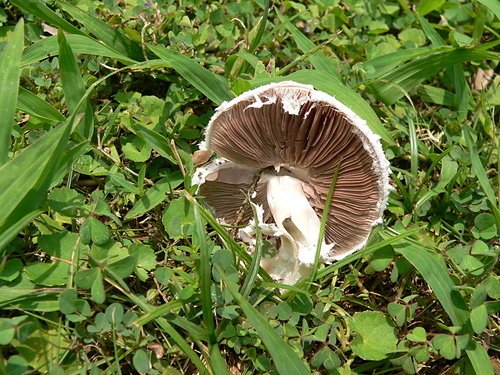 高雄公園草坪遍地菇