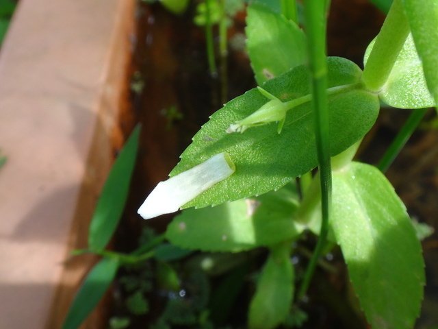 DSC00817花謝脫落.JPG - 楊梅-高榮埤塘生態水生植物(105年8&amp;9月)