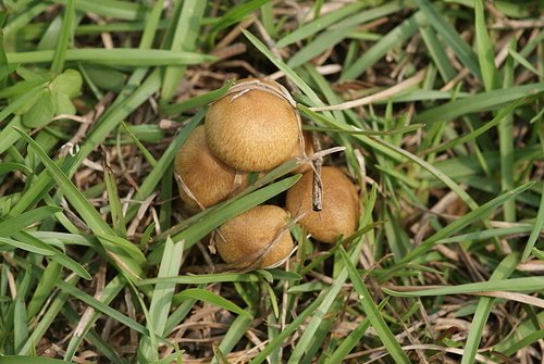 野蘑菇(草地蘑菇) -五朵褐黃草菇