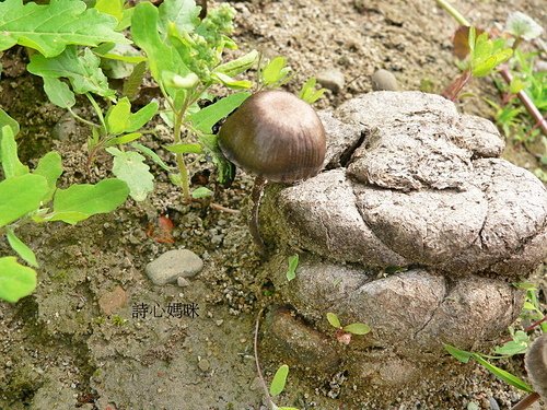 半卵形斑褶菇(二朵牛糞菇)