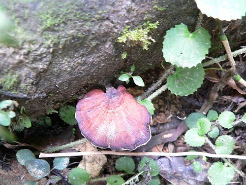 浸水營野生菇蕈-相鄰小孔菌 (紫紅色樹菇)與靈芝 10