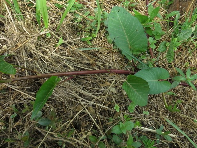 IMG_2423.JPG - 楊梅-高榮埤塘生態水生植物