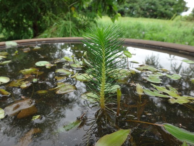 DSC01314.JPG - 楊梅-高榮埤塘生態水生植物(105年8&amp;9月)