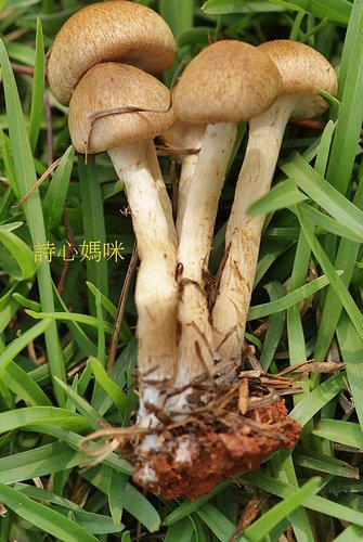 野蘑菇(草地蘑菇) -五朵褐黃草菇