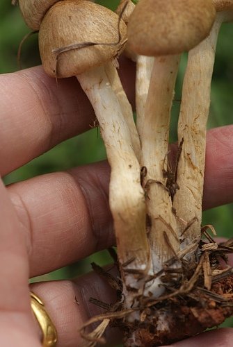 野蘑菇(草地蘑菇) -五朵褐黃草菇