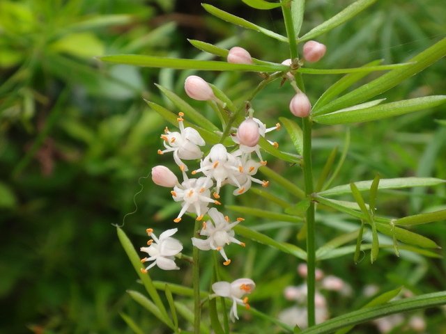 DSC00562.JPG - 草本類植物