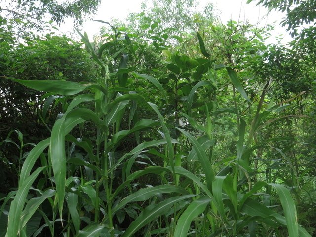 IMG_3043.JPG - 南港中研院生態-植物、昆蟲、動物