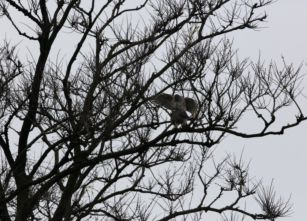 鳳頭蒼鷹夫婦交尾傳宗接代:074A8940.JPG