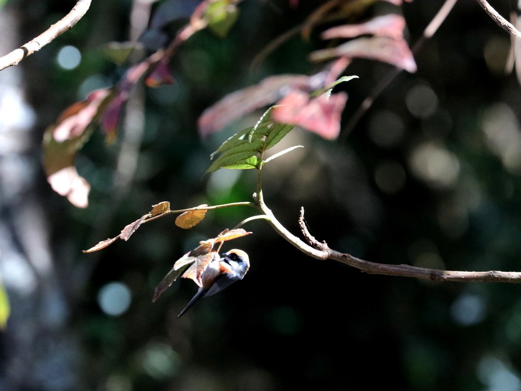 冬至大雪山活潑的鳥兒與松鼠:074A7057紅頭山雀.JPG