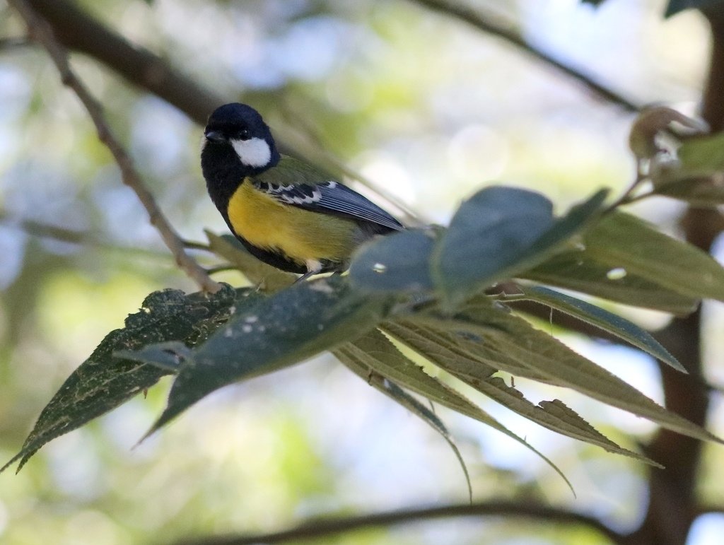 冬至大雪山活潑的鳥兒與松鼠:074A7214青背山雀.JPG