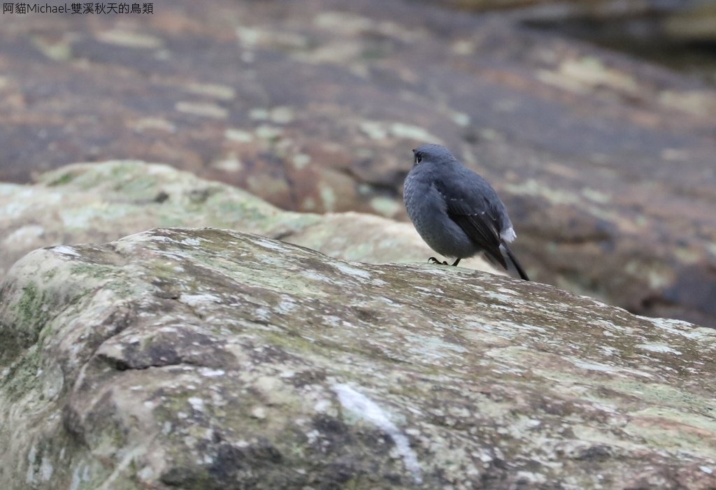 雙溪秋天的鳥類:074A5463鉛色水鶇(鉛色水鴝)母鳥.jpg