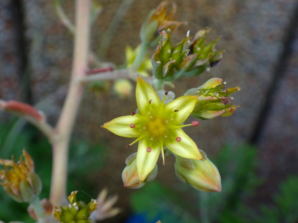 復旦社區園藝花種:DSC04084千代田之松黃綠色花朵.JPG