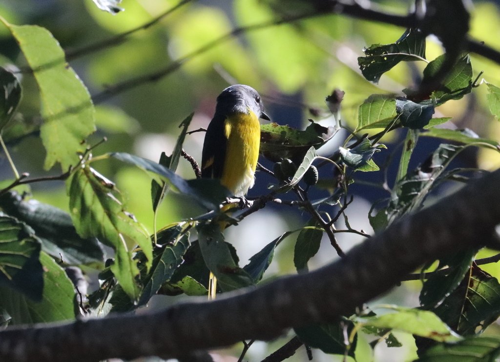 冬至大雪山活潑的鳥兒與松鼠:074A7083a.jpg