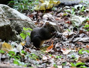 大雪山賞鳥和松鼠及猴王:074A7551長吻松鼠進食.jpg