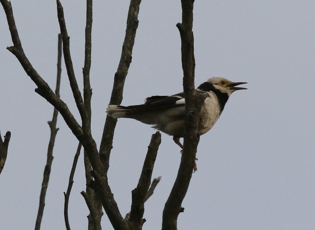 復旦大埤塘周遭的鳥兒:N74A2954鳴叫.jpg