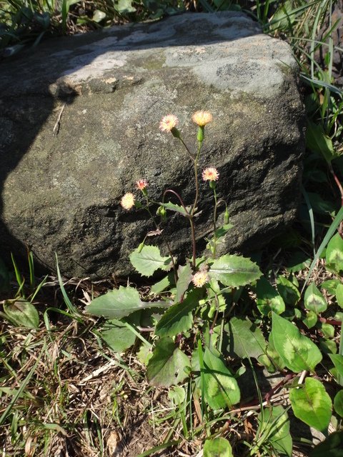 2015新北市九份大肚美人山植物:360粉黃纓絨花.JPG