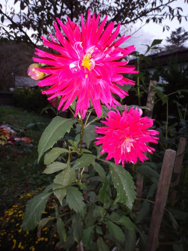 日本東北賞楓泡湯遊 Day5-角館豐心園的大理花:DSC01343.JPG