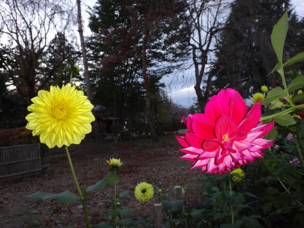 日本東北賞楓泡湯遊 Day5-角館豐心園的大理花:DSC01354.JPG