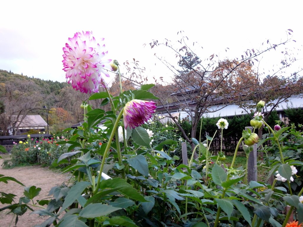 日本東北賞楓泡湯遊 Day5-角館豐心園的大理花:DSC01245.JPG