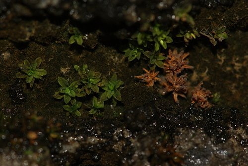 迷你灰藍苔蘚孢子