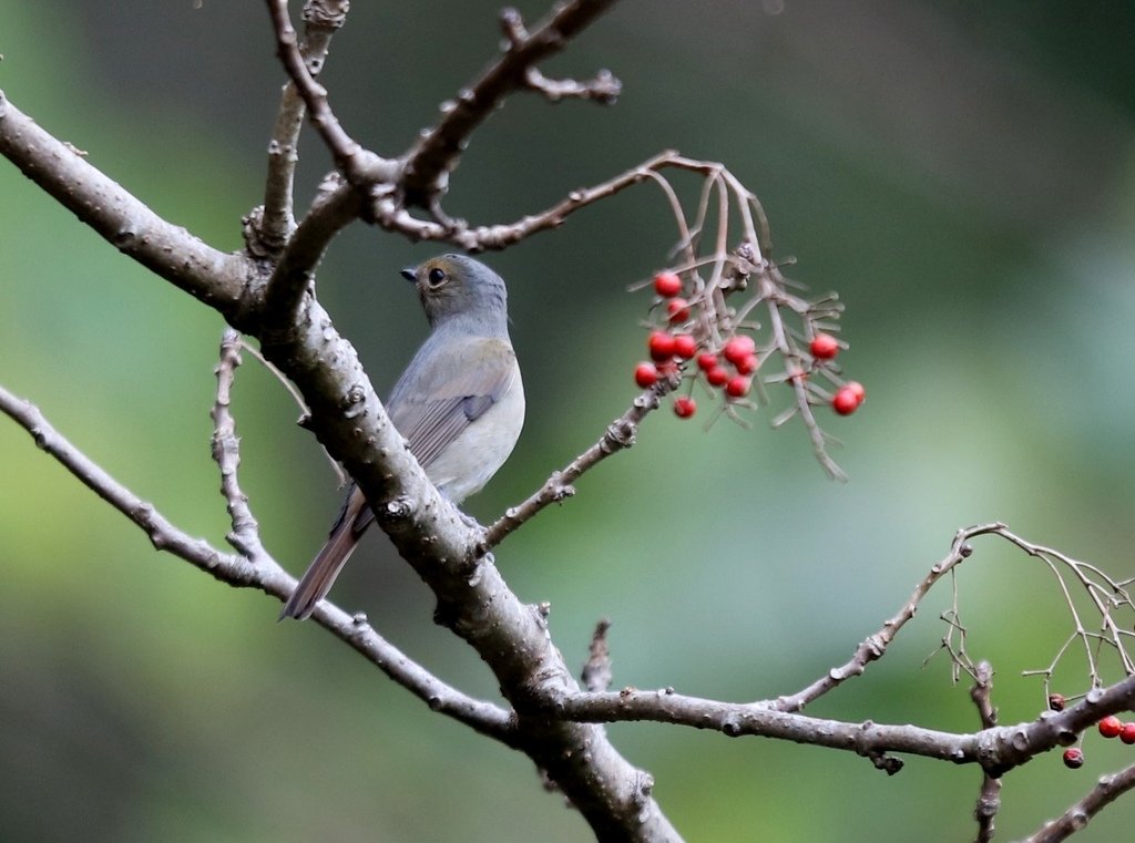 大雪山賞鳥和松鼠及猴王:074A7352黃腹琉璃(雌).jpg