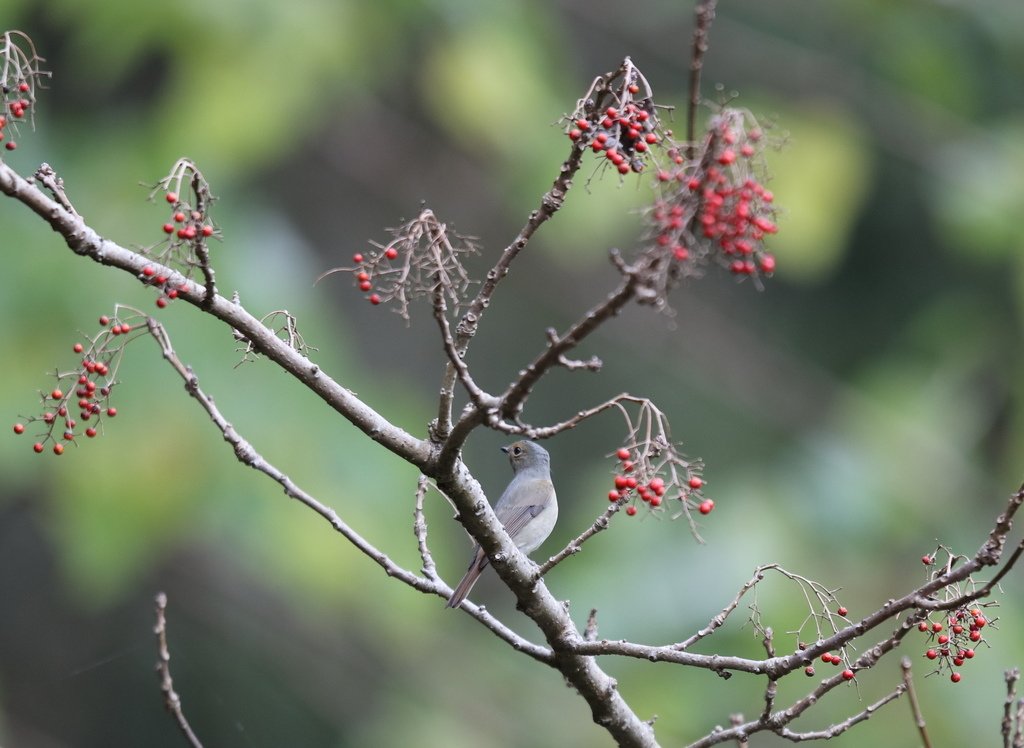 大雪山賞鳥和松鼠及猴王:074A7352a.jpg