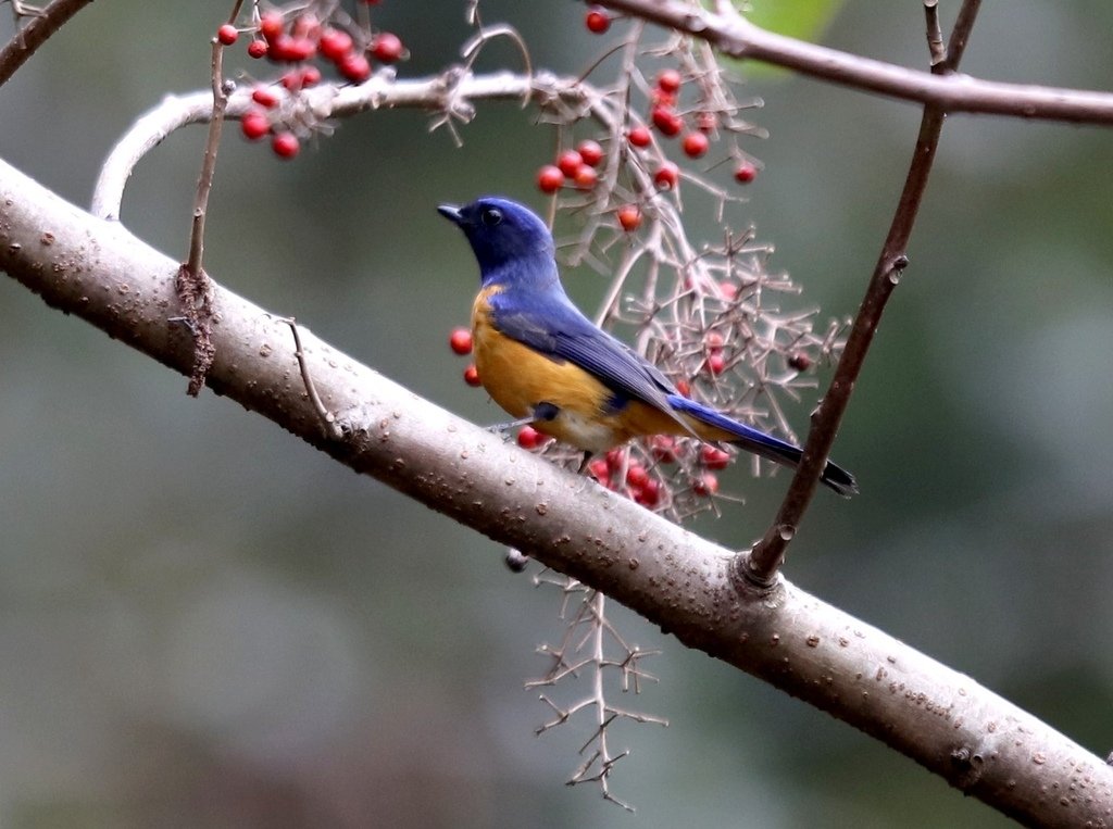 大雪山賞鳥和松鼠及猴王:074A7381b.jpg