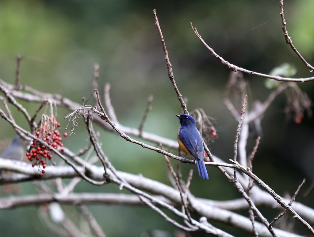 大雪山賞鳥和松鼠及猴王:074A7389.JPG