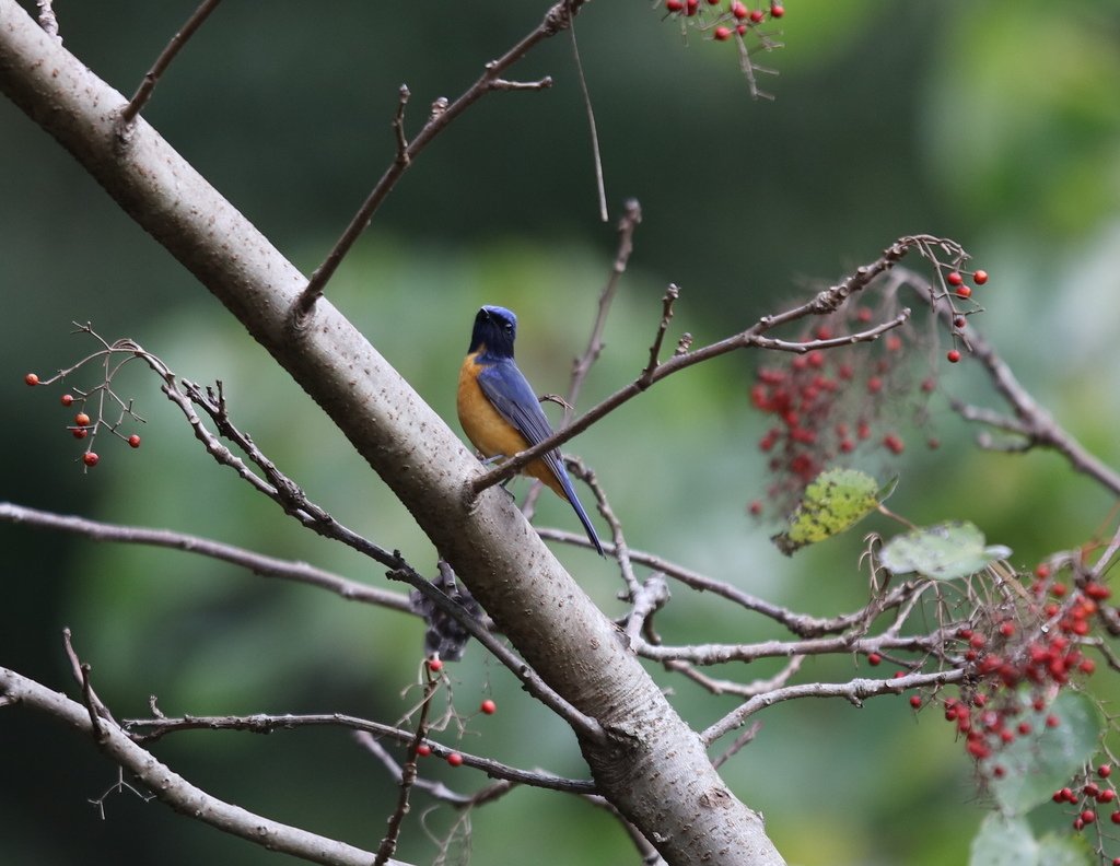 大雪山賞鳥和松鼠及猴王:074A7360黃腹琉璃(雄).jpg