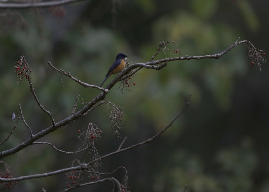 大雪山賞鳥和松鼠及猴王:074A7431.JPG