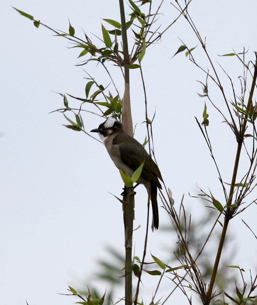 復旦大埤塘周遭的鳥兒:N74A3040白頭翁.jpg